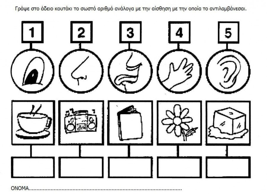 Free 5 senses worksheet for kids | Crafts and Worksheets for Preschool