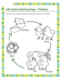 Animal Life cycle worksheet for kids | Crafts and Worksheets for