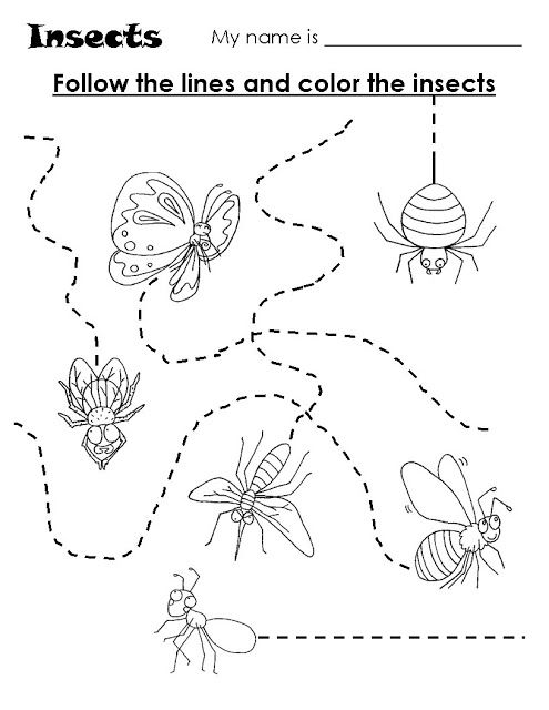 Bug Worksheets For Preschool