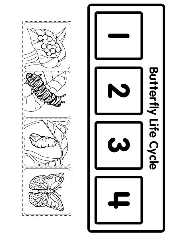 Butterfly Life Cycle Activity Sheet